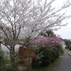 里山樹楽の桜
