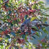 正月、庭に鳥を呼びました。