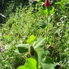 クレムソンクロバーの赤い花です