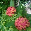  赤とオレンジの花