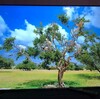 55インチ4K液晶テレビ LUCA LT-55B620購入