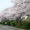 住宅街の桜