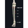 【切断術】下腿切断における義足に適した切断レベル（部位）