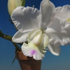 Cattleya Snow Blind`Hayashima'  BM/JOGA