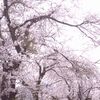 ４月半ばの桜