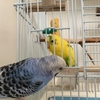 インコを手乗りにしたい，仲良くなりたい