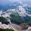 吉野と京都の桜は一ヶ月楽しめる