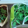 今年も水耕栽培始めます