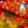秋になれば、もみじ、イチョウなど、紅葉が、とても綺麗です、ここらへんは、香嵐渓かな、かっちんのホームページとブログに訪問して下さい、宜しくお願い致します!