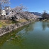 松本城と桜 