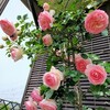 2025　【無農薬栽培でバラ栽培】ピエール・ドゥ・ロンサール