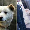 韓国「住宅街のど真ん中で犬に斧を振り回し食べようとした男性」