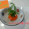 🥕の葉っぱ栽培日記（11日目）