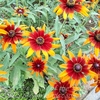 ７月下旬・ご近所の花・・