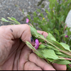 ユウゲショウ、花茶ならええんじゃけど、青菜としてはダメよね。