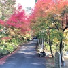 【福岡紅葉】吞山観音寺で紅葉狩りしてきた！