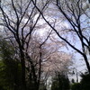 桜、満開 2008。