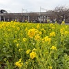 菜の花もうすぐ満開　川和町