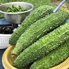 まだまだ続くゴーヤの収穫