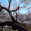 千鳥ヶ淵の最高の桜