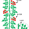 トマトについてお勉強