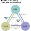 免疫の暴走を止める自律神経とホルモン