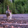 地元住宅街のねこさん