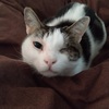 猫のために何とか動いている