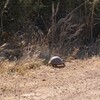道に集まる虫
