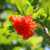 花ザクロ