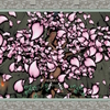 ［大神：02］枯れ木に花を咲かせましょう！