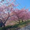 佐久間ダム、桜満開。頼朝桜まつり。散歩日和の日曜日。佐久間ダム湖親水公園（千葉県、鋸南町）