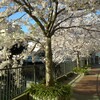 大岡川の桜
