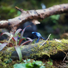 アイゾメヤドクガエル Dendrobates tinctorius