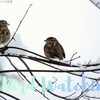 友人とプチ探鳥会