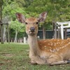 奈良の鹿は特別！知られざる遺伝的秘密と1400年の歴史