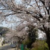 小屋浦の桜並木をポタリング。桜の力を感じる日