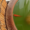 睡蓮鉢の金魚 水換え納めのつもり