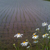 完全無農薬有機栽培米「コシヒカリ」(菜の花)は完売です！！