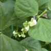 庭で夏野菜 42　【つるなしインゲン】