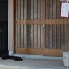 猛犬とは