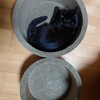 【猫は正義】黒猫最高