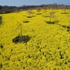 花夢の里：花めぐりシリーズ ⑧（広島県世羅郡世羅町）