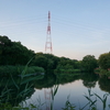 夕暮れの河川環境楽園（7/23）