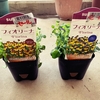 【2022秋】激安で買ってきたサントリーフラワーズ フィオリーナ ベルベットゴールド&ブルーイエロー を育てて、圧倒的な満開感を味わいたい！ その２ 鉢に植えます！