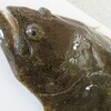 旬の魚料理講座・１月実習・天然ヒラメ