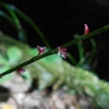 Persicaria filiformis　ミズヒキ