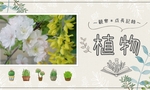 南殿桜とキングサリ * 文ストスシローコラボへ