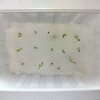 ハエトリソウ観察日記 22