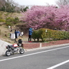 とびしま海道の河津桜